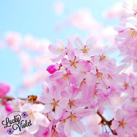 Cherry Blossoms 2023 #6
